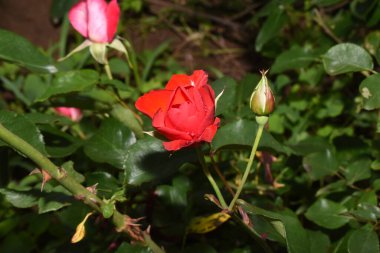 Bahçedeki kırmızı çiçek