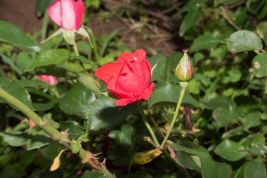 Yeşil arkaplanda kırmızı gül