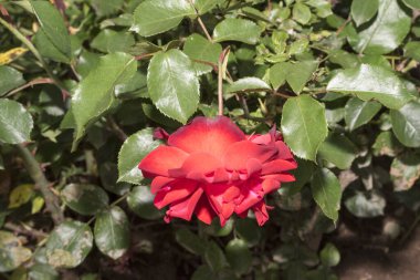 Bahçedeki kırmızı çiçek