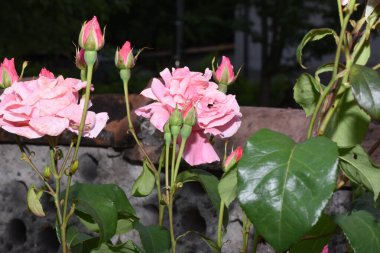 Güzel botanik fotoğrafı, doğal duvar kağıdı.