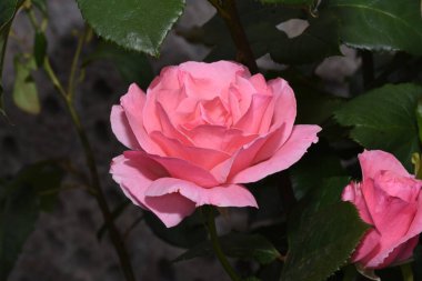 Bahçedeki güzel güller