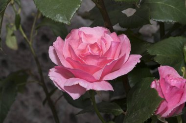 Yeşil yapraklı güzel pembe bir gül..