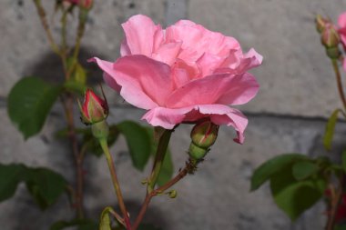 Bahçedeki güzel pembe güller