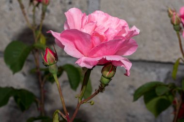 Bahçede kırmızı gül