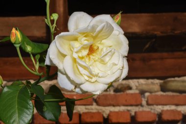 Sarı yapraklı beyaz güller