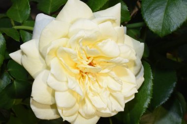 Bahçede açan güzel gülün yakın görüntüsü.