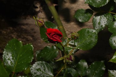 Güzel kırmızı gül ve çiğ damlaları