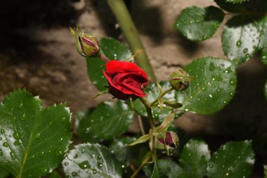 Bahçede kırmızı gül