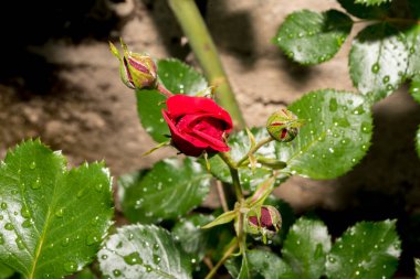 Yağmurdan sonra bahçede kırmızı gül çiçeği