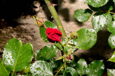 Bahçede kırmızı gül