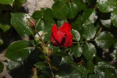 Çiyli kırmızı gül