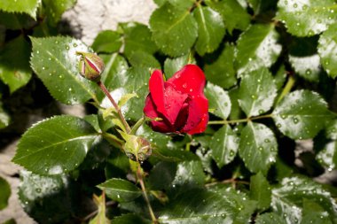 Bahçedeki kırmızı güller