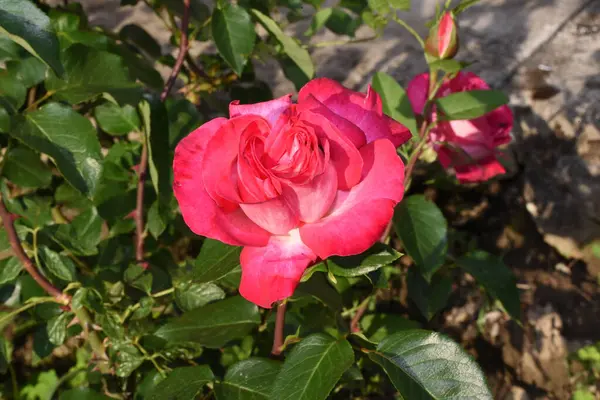 Bahçede güzel pembe bir gül