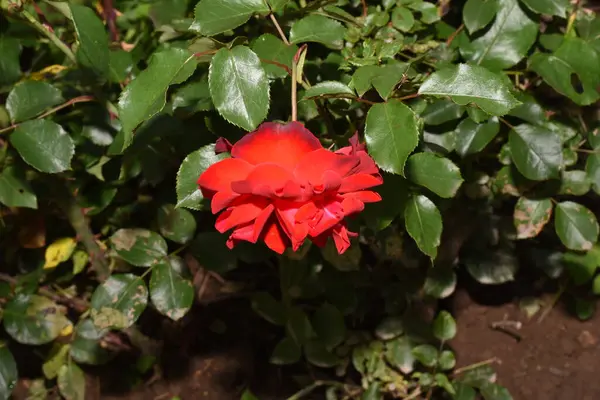 Bahçedeki kırmızı güller