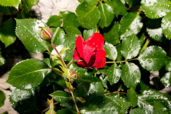 Bahçedeki kırmızı güller