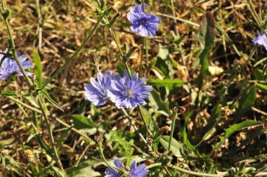 Mavi hindiba çiçeği, hindiba çiçeği, hindiba