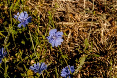 Yeşil çimen ve çiçek arkaplanındaki mavi çiçekleri yakından takip et. yüksek kaliteli fotoğraf
