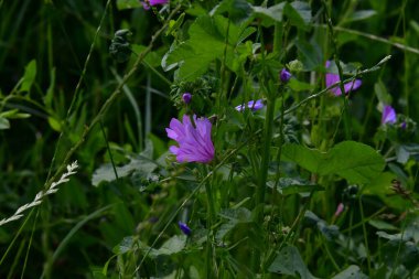 Bahçedeki güzel çiçekler
