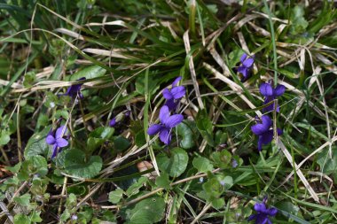 Bahçede mor çiçekler