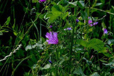 Bahçedeki güzel çiçekler