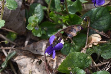 Baharda mavi çiçekler.