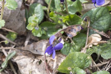 Yerdeki mavi bahar çiçeği