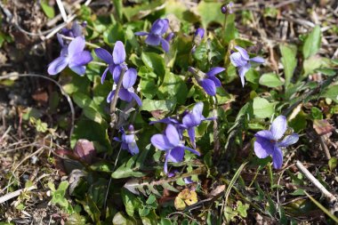 Bahçede mor bahar çiçeği