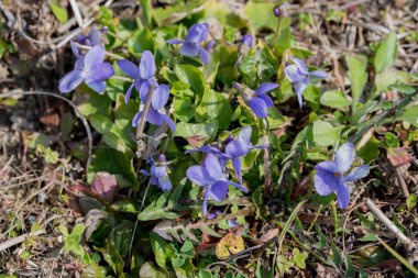 Bahçede bahar çiçekleri