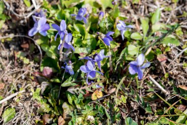 Ormanda mavi çiçekler