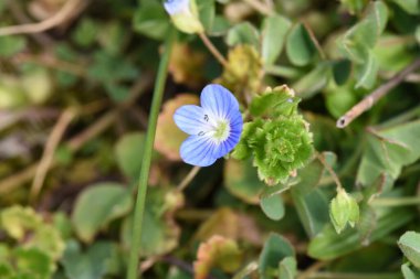 Bahçedeki güzel çiçekler
