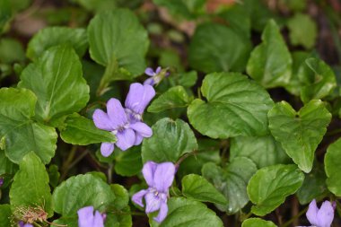 Doğadaki mor çiçeklere yakın çekim