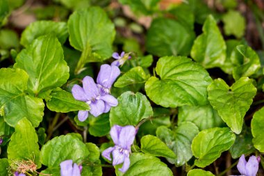 mor çiçekler ve yeşil yapraklar