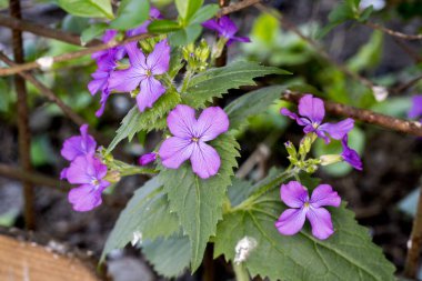 Bahçede mor çiçekler