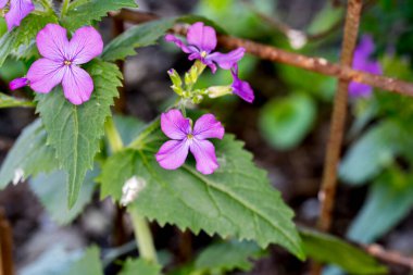 Bahçedeki güzel mor çiçeğe yaklaş