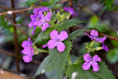 Bahçedeki güzel çiçekler