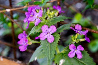 Bahçedeki mor çiçekler