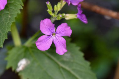 Bahçedeki güzel mor çiçekler