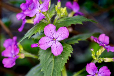 Bahçedeki çiçekler