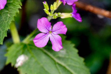Bahçedeki güzel mor çiçek