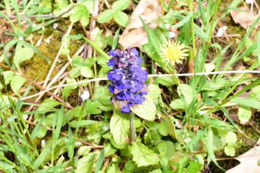 Ormanda mavi çiçekler