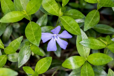 Bahçedeki güzel çiçekler.