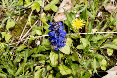 Çayırdaki mavi çiçekler