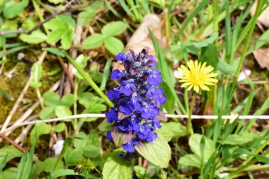 Ormanda mavi çiçekler