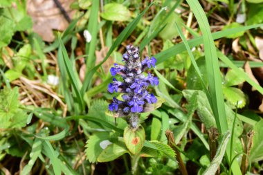 Yeşil çimlerin üzerinde mavi çiçekler