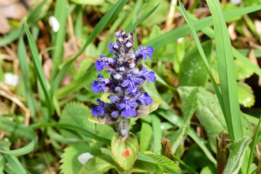 Bahçedeki mavi çiçek