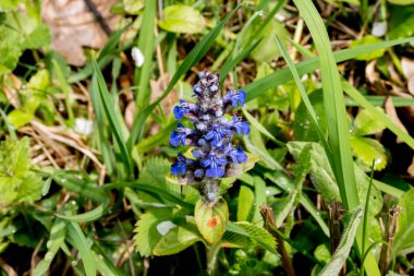 Ormandaki çayırda mavi çiçekler