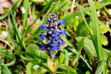 Bahçedeki güzel mavi çiçek