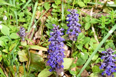 Bahçedeki mavi çiçekler