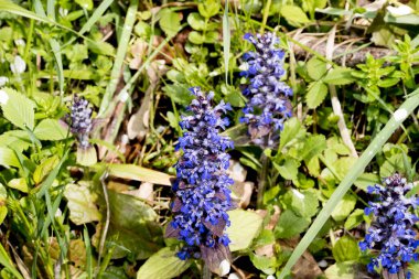 Bahçedeki mavi çiçekler