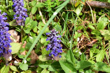 Çimlerde mavi çiçek